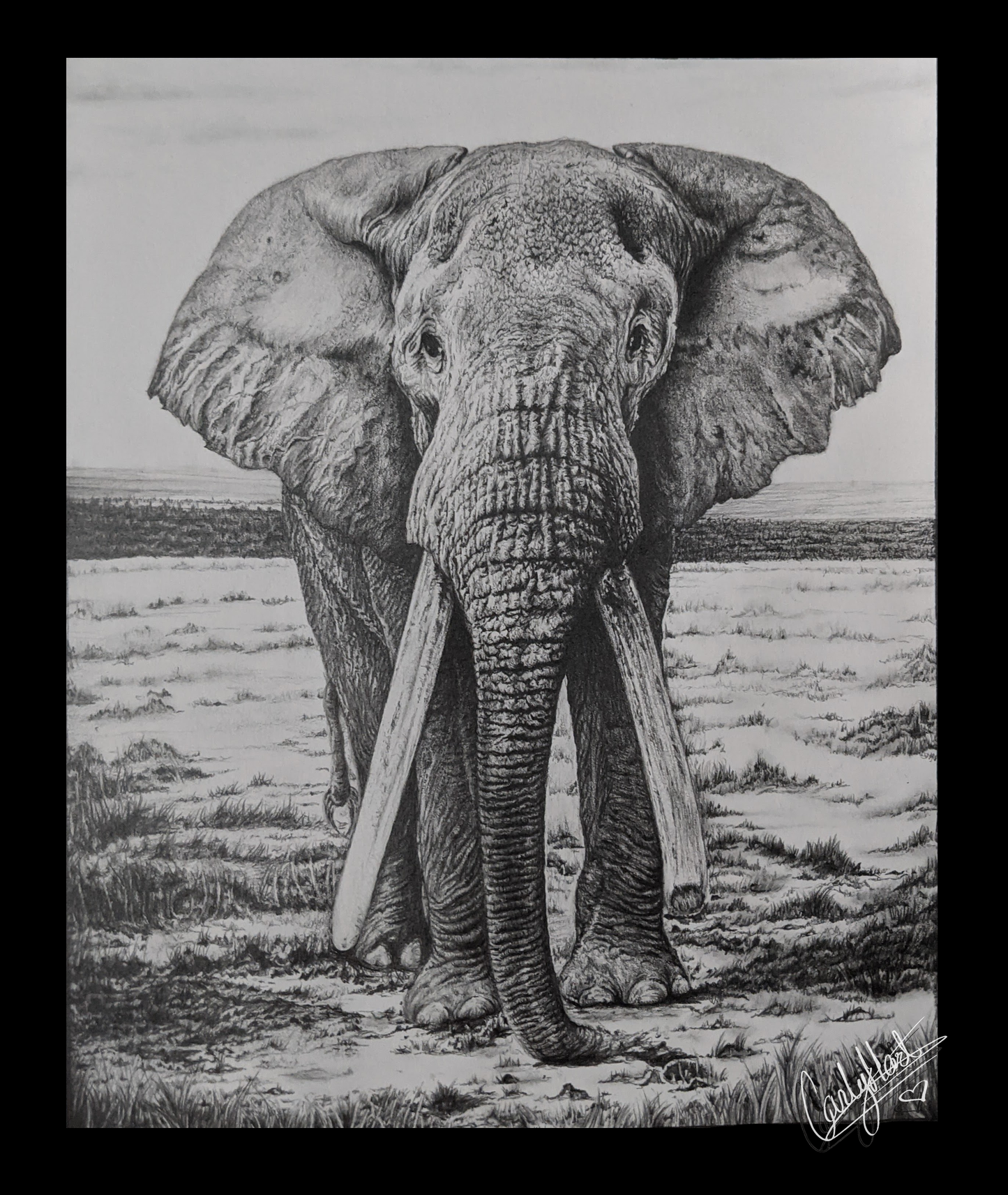 African Elephant