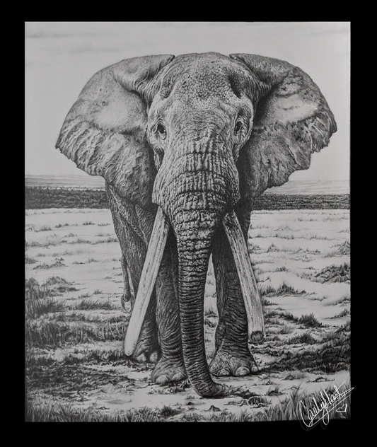 African Elephant