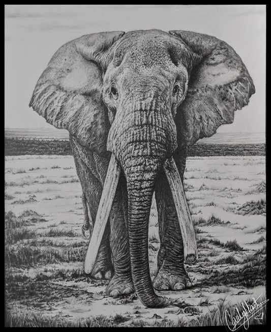 African Elephant