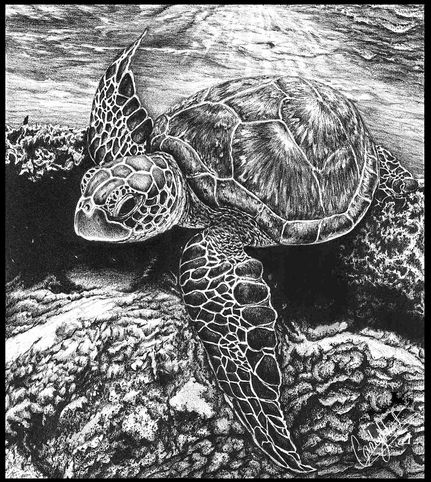 Sea Turtle